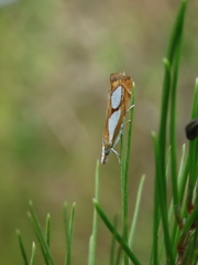 Catoptria pinella