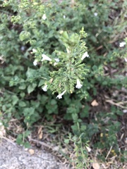 Clinopodium nepeta