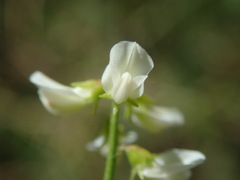 Melilotus albus