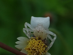 Thomisus spectabilis