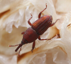 Sitophilus