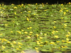 Nymphoides peltata
