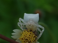 Thomisus spectabilis