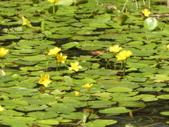 Nymphoides peltata