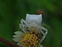 Thomisus spectabilis