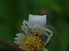 Thomisus spectabilis