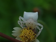 Thomisus spectabilis