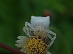 Thomisus spectabilis