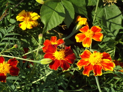 Bombus sichelii