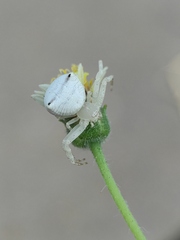 Thomisus spectabilis