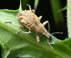 Dermatoxenus caesicollis