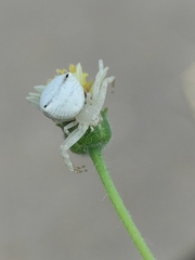 Thomisus spectabilis