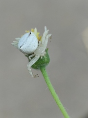 Thomisus spectabilis