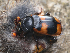 Silphidae