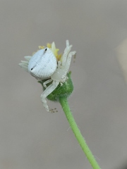 Thomisus spectabilis