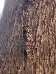 Cicada mordoganensis