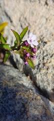 Teedia lucida