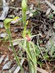 Caladenia verrucosa