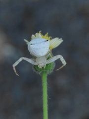 Thomisus spectabilis