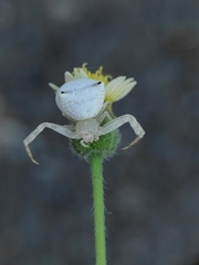 Thomisus spectabilis