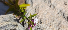 Teedia lucida