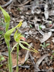 Caladenia verrucosa