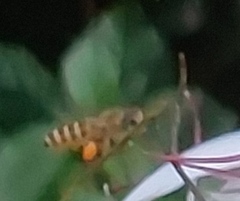 Apis cerana