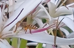 Apis cerana