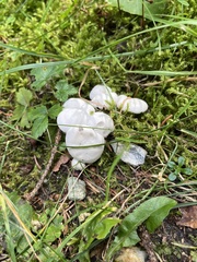Leucocybe connata