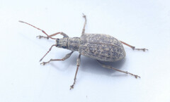 Cyphicerini