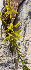 Teedia lucida