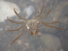 Pyromaia tuberculata