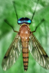 Chrysopilus ferruginosus
