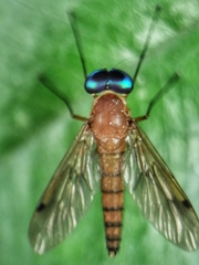 Chrysopilus ferruginosus