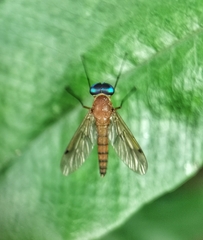 Chrysopilus ferruginosus