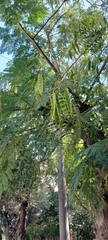 Albizia julibrissin
