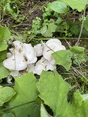 Leucocybe connata
