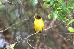 Ploceus intermedius cabanisii