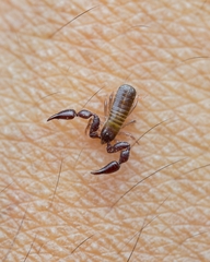 Pseudoscorpiones