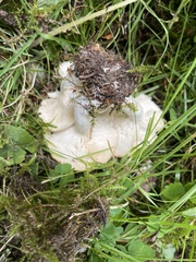 Leucocybe connata
