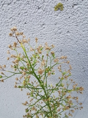 Erigeron sumatrensis