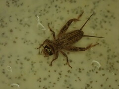 Eumodicogryllus bordigalensis