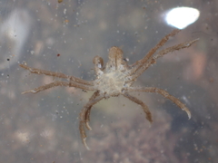 Pyromaia tuberculata