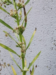 Erigeron sumatrensis