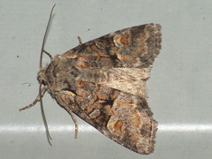 Brachylomia viminalis