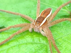 Pisauridae