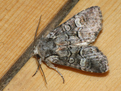 Brachylomia viminalis