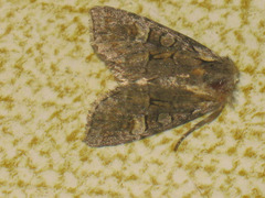 Brachylomia viminalis