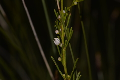 Cyanothamnus ramosus anethifolia