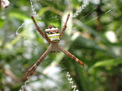 Argiope minuta
